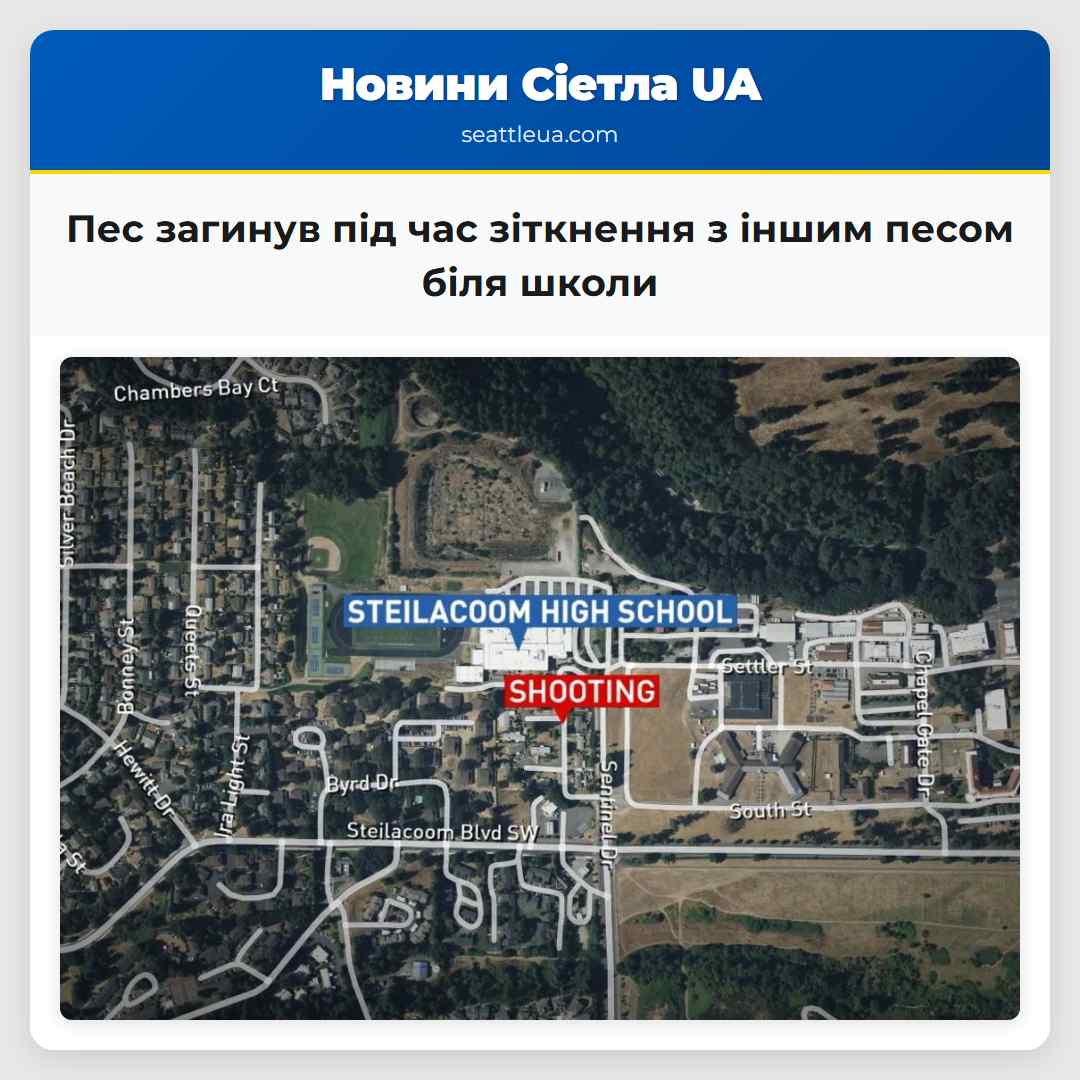 Пес загинув під час зіткнення з іншим песом біля