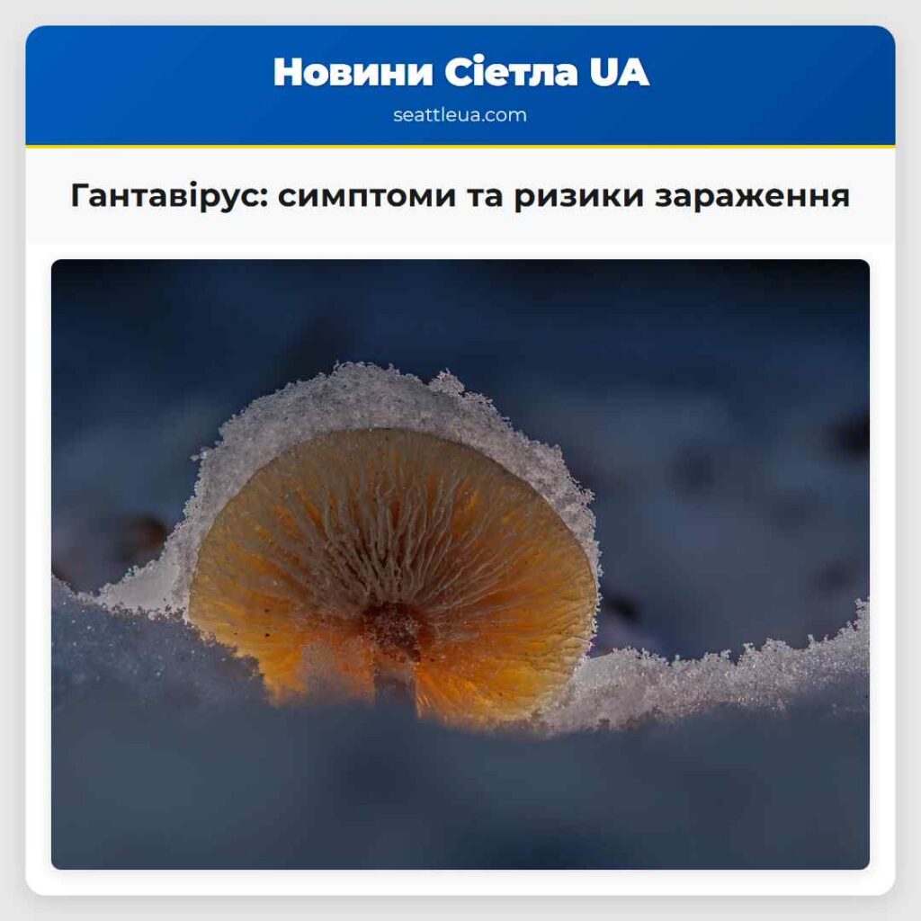 Гантавірус: симптоми та ризики зараження