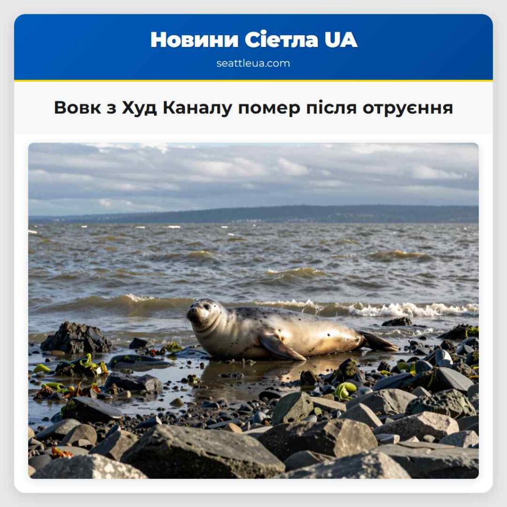 Вовк з Худ Каналу помер після отруєння