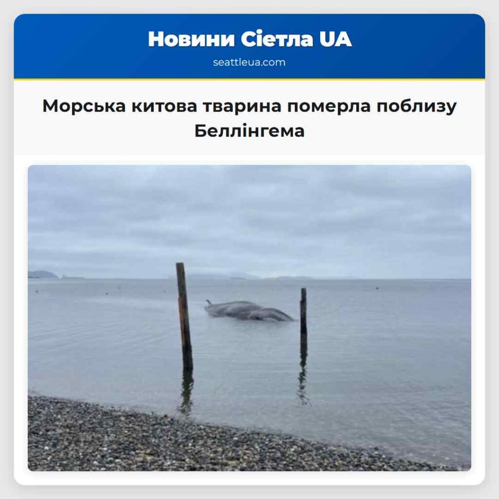 Морська китова тварина померла поблизу Беллінгема