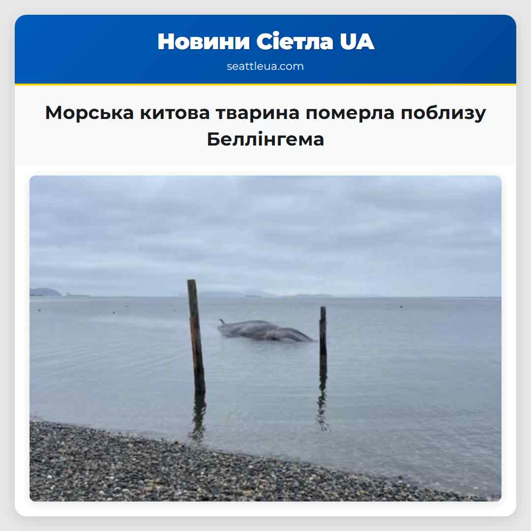 Морська китова тварина померла поблизу Беллінгема