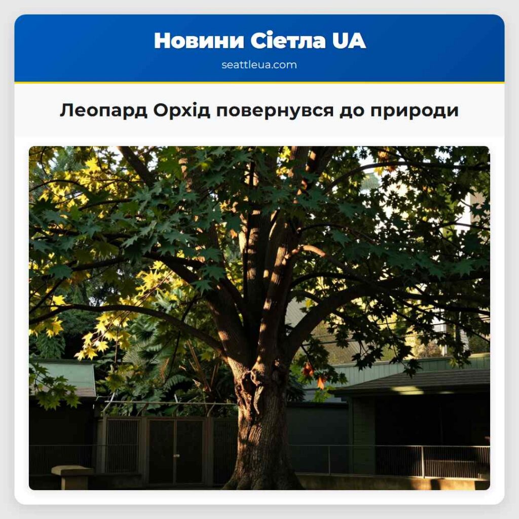 Леопард Орхід повернувся до природи