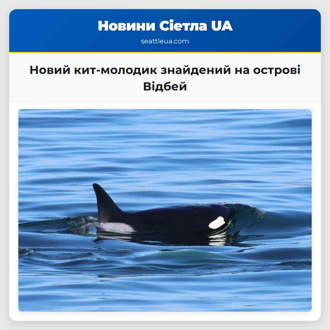 Новий кит-молодик знайдений на острові Відбей