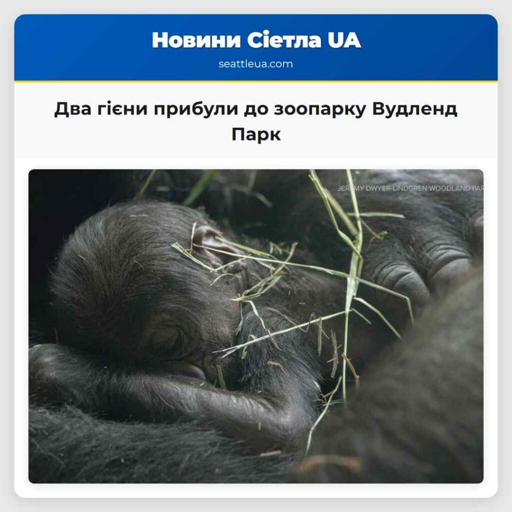 Два гієни прибули до зоопарку Вудленд Парк