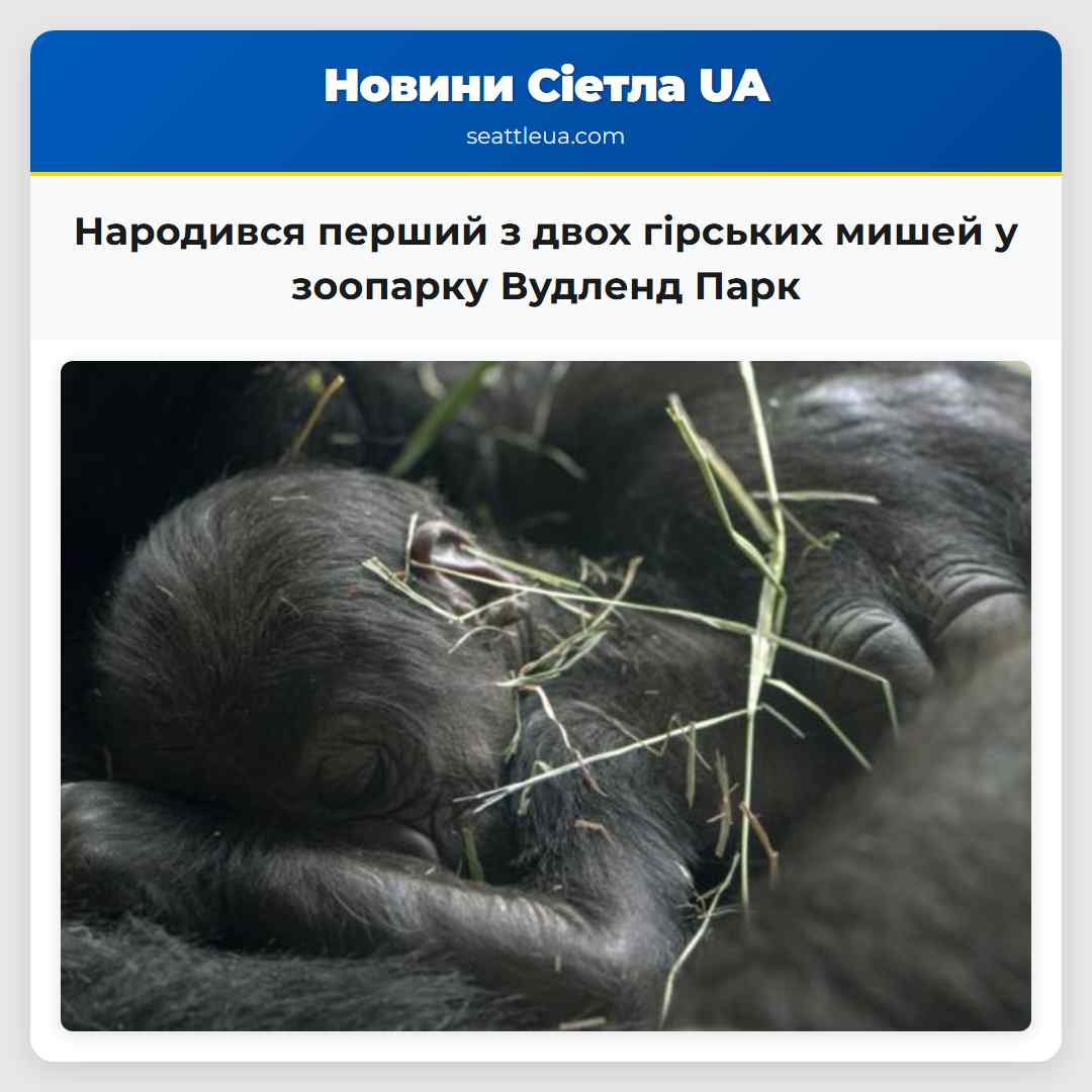 Народився перший з двох гірських мишей у зоопарку Вудленд Парк