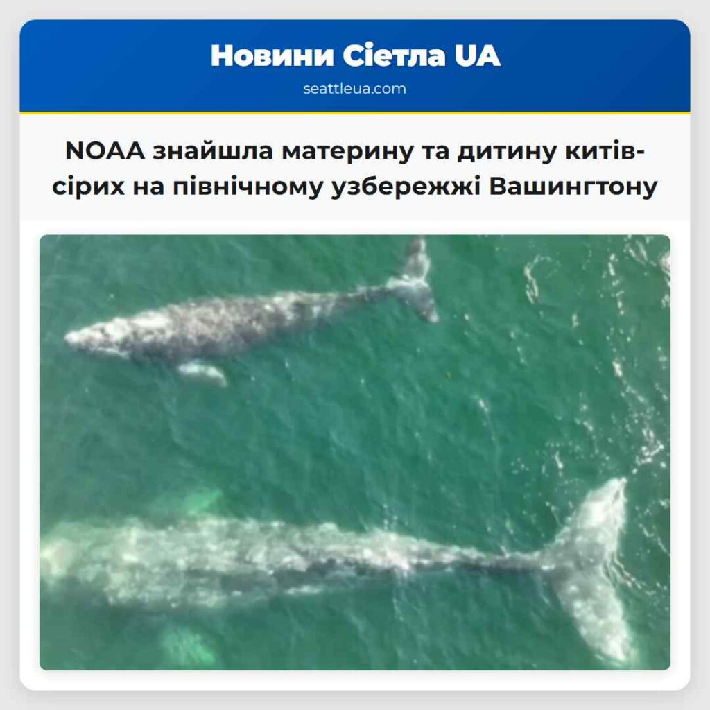 NOAA знайшла материну та дитину китів-сірих на
