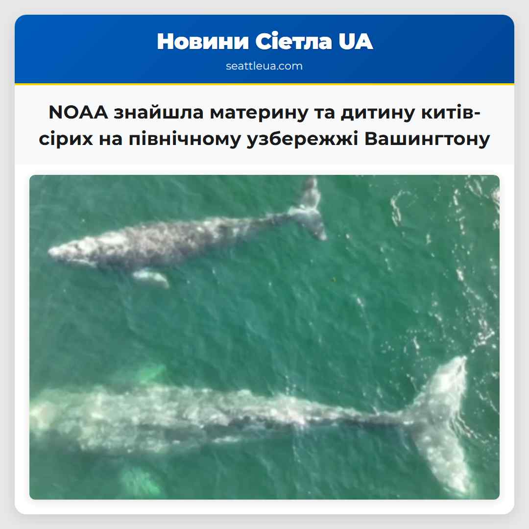 NOAA знайшла материну та дитину китів-сірих на