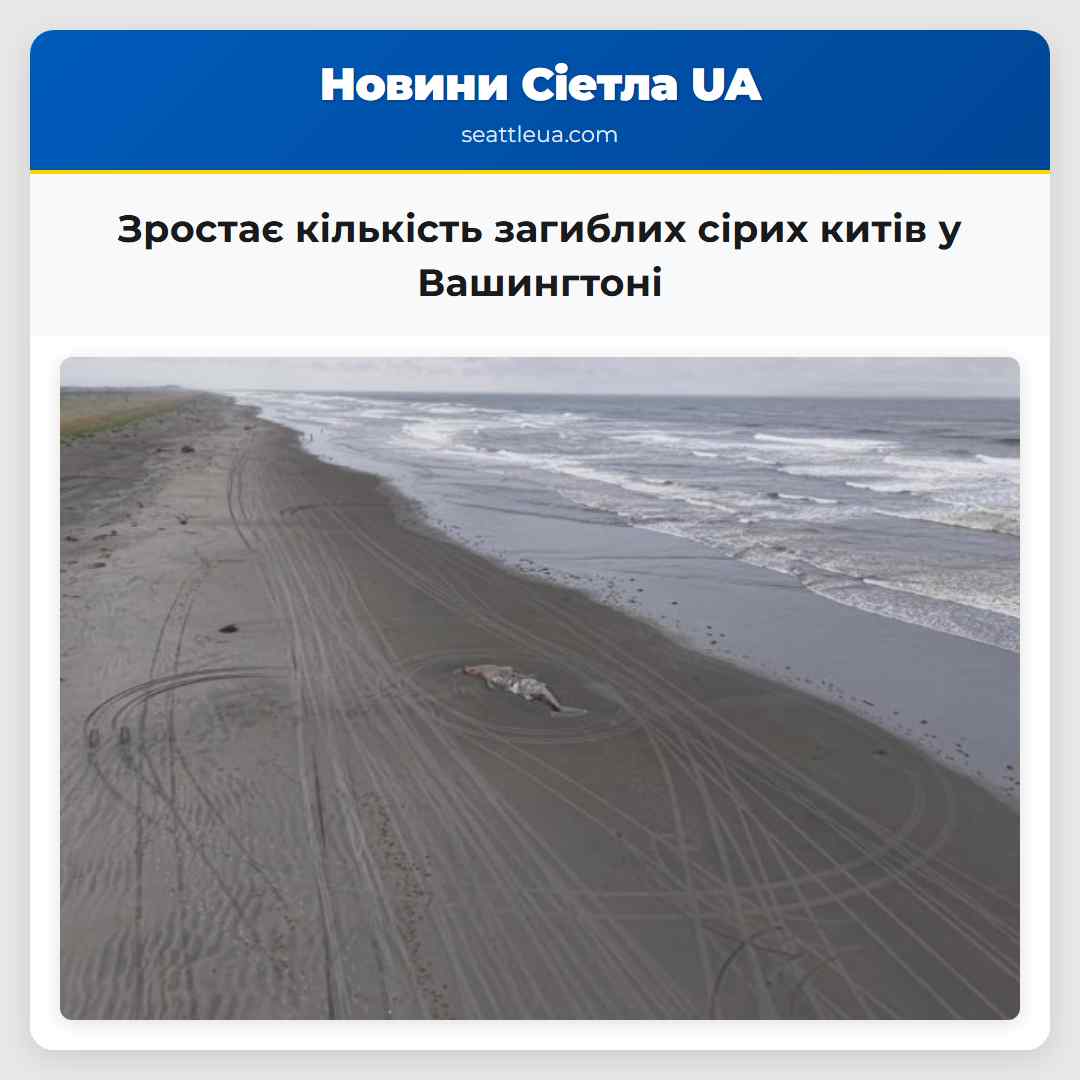 Зростає кількість загиблих сірих китів у Вашингтоні