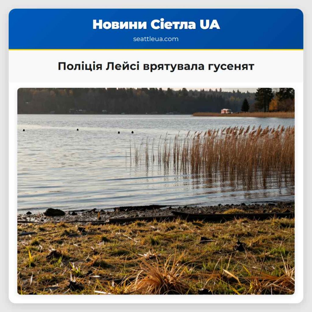 Поліція Лейсі врятувала гусенят