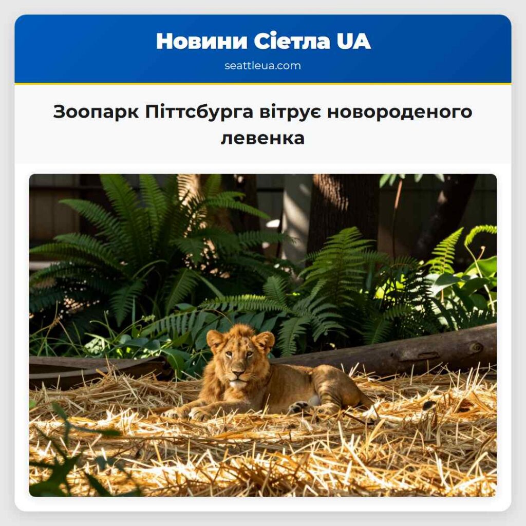 Зоопарк Піттсбурга вітрує новороденого левенка