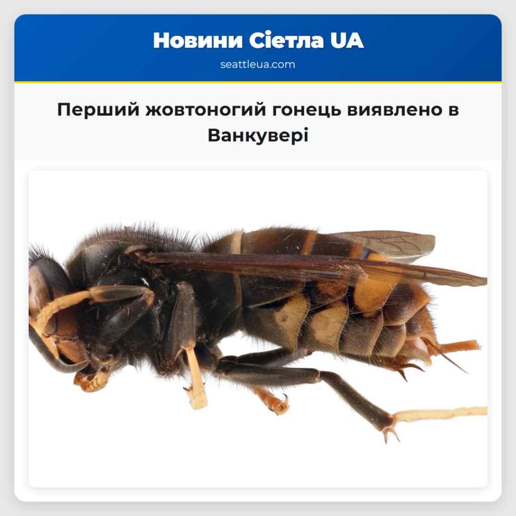 Перший жовтоногий гонець виявлено в Ванкувері