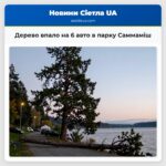 Дерево впало на 6 авто в парку Саммаміш
