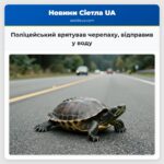Поліцейський врятував черепаху відправив у воду