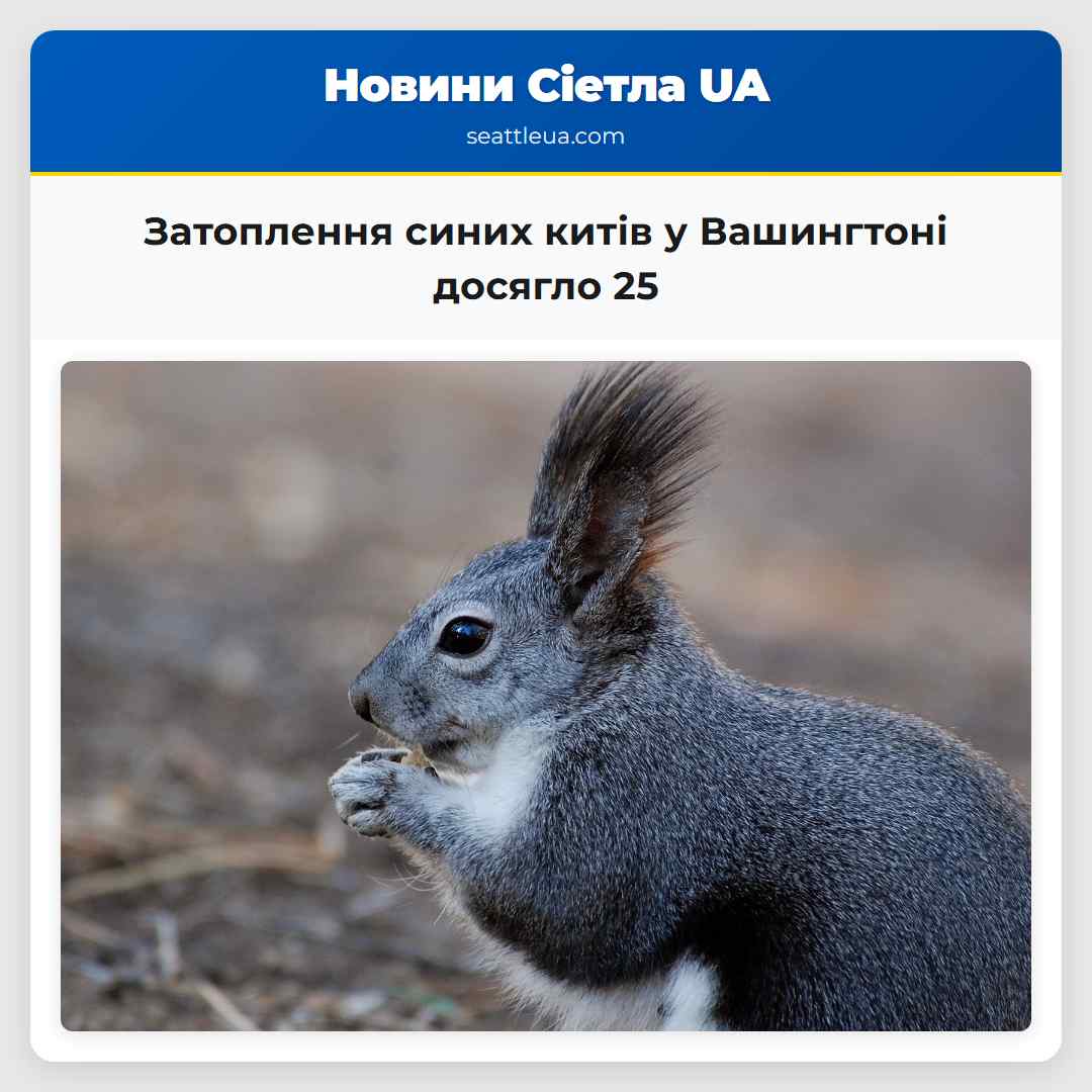 Затоплення синих китів у Вашингтоні досягло 25