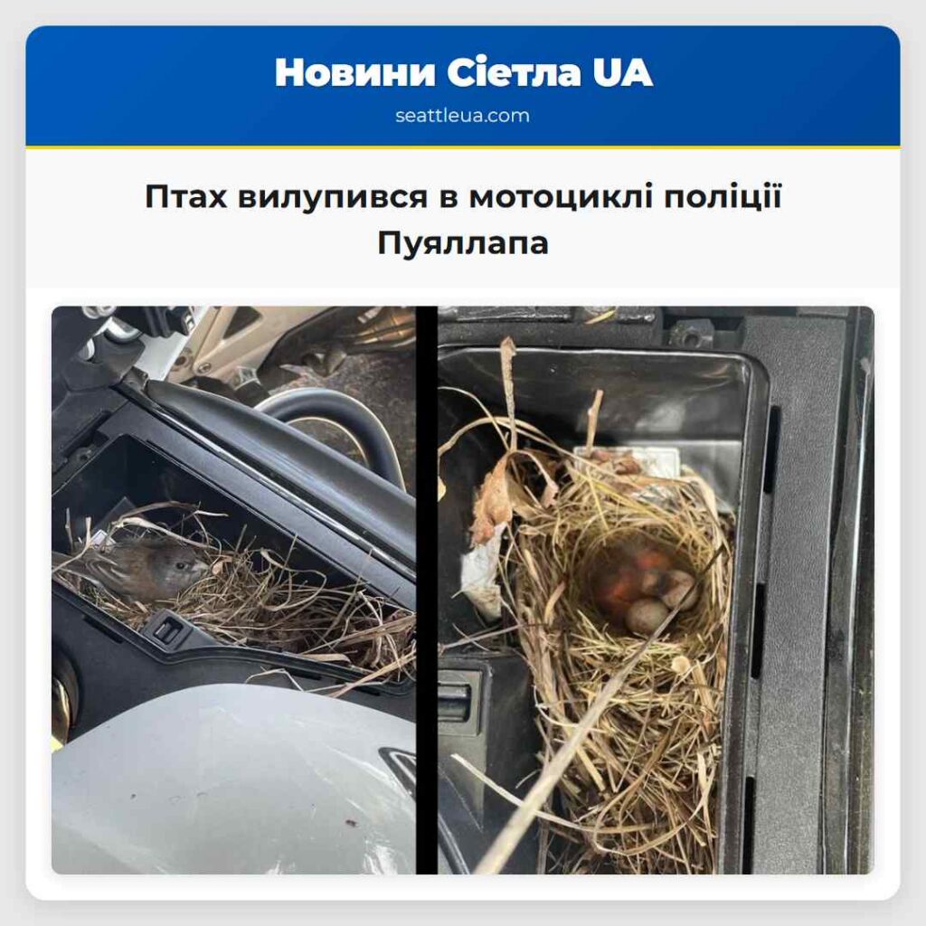 Птах вилупився в мотоциклі поліції Пуяллапа