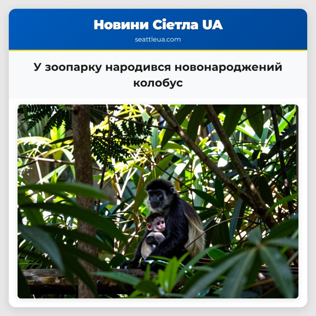 У зоопарку народився новонароджений колобус