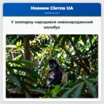 У зоопарку народився новонароджений колобус