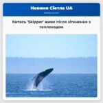 Китась Skipper живе після зіткнення з теплоходом
