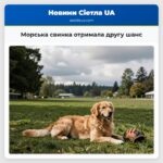 Морська свинка отримала другу шанс