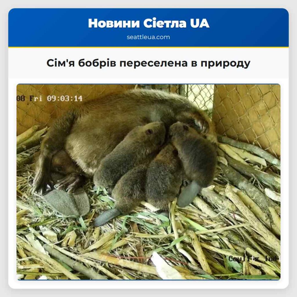 Сім'я бобрів переселена в природу