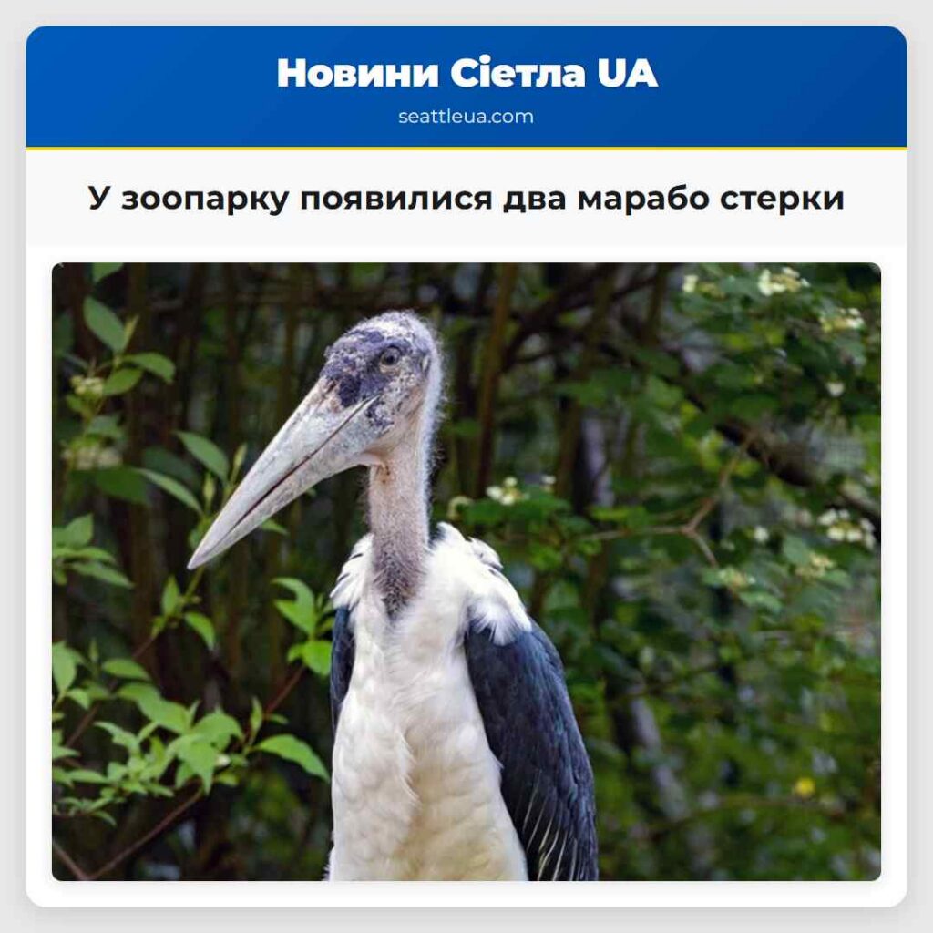 У зоопарку появилися два марабо стерки