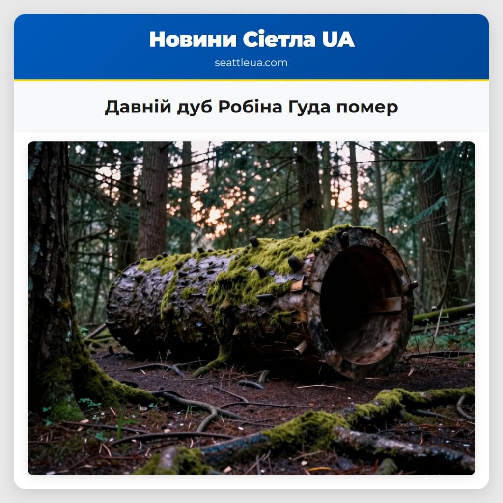 Давній дуб Робіна Гуда помер
