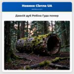 Давній дуб Робіна Гуда помер