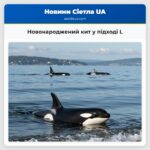 Новонароджений кит у підході L