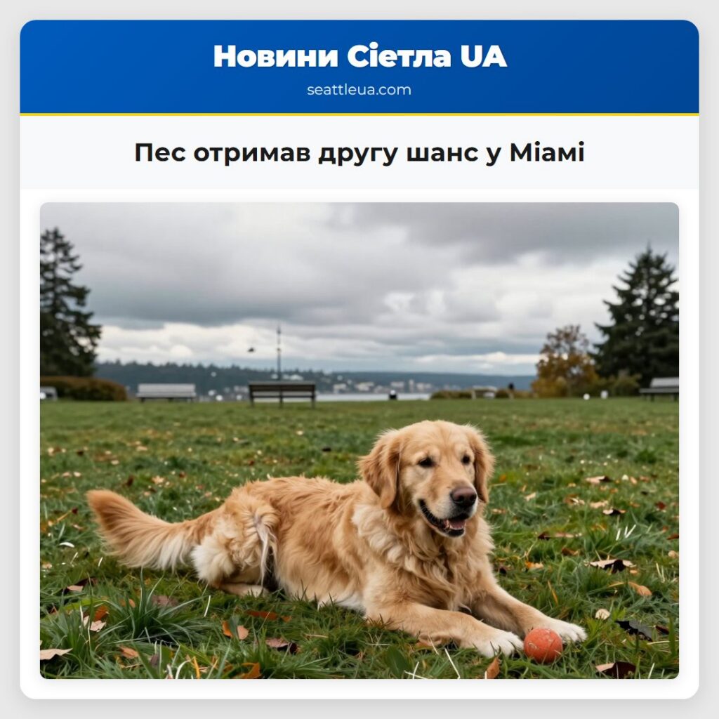 Пес отримав другу шанс у Міамі