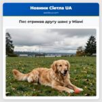 Пес отримав другу шанс у Міамі