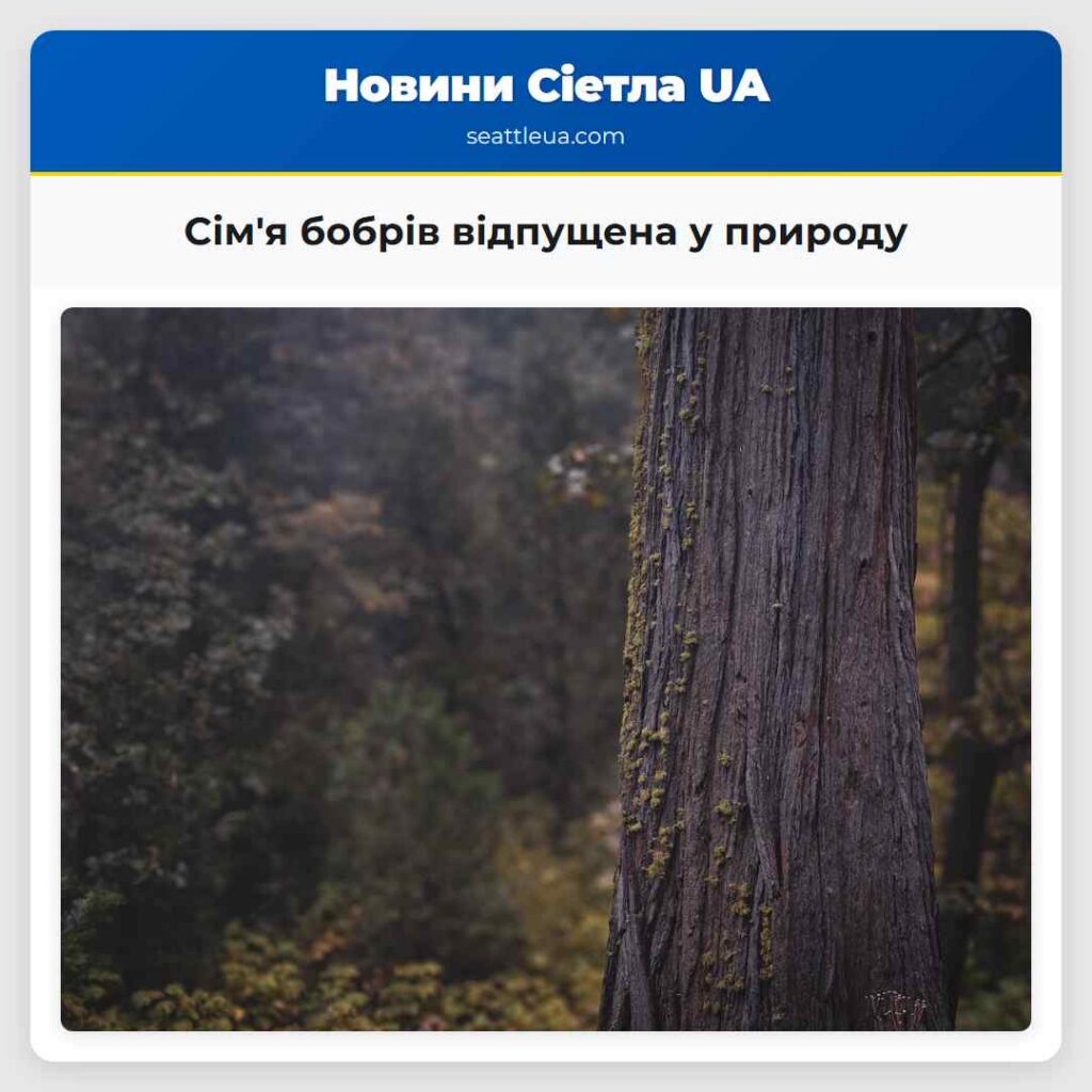 Сім'я бобрів відпущена у природу