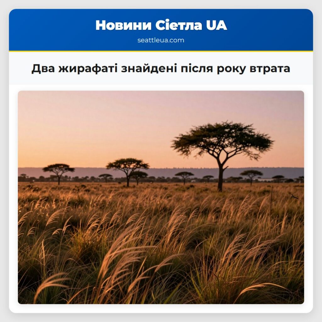 Два жирафаті знайдені після року втрата