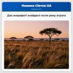 Два жирафаті знайдені після року втрата