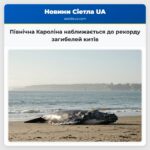 Північна Кароліна наближається до рекорду загибелей китів