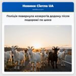 Поліція повернула козерогів додому після подорожі по шосе