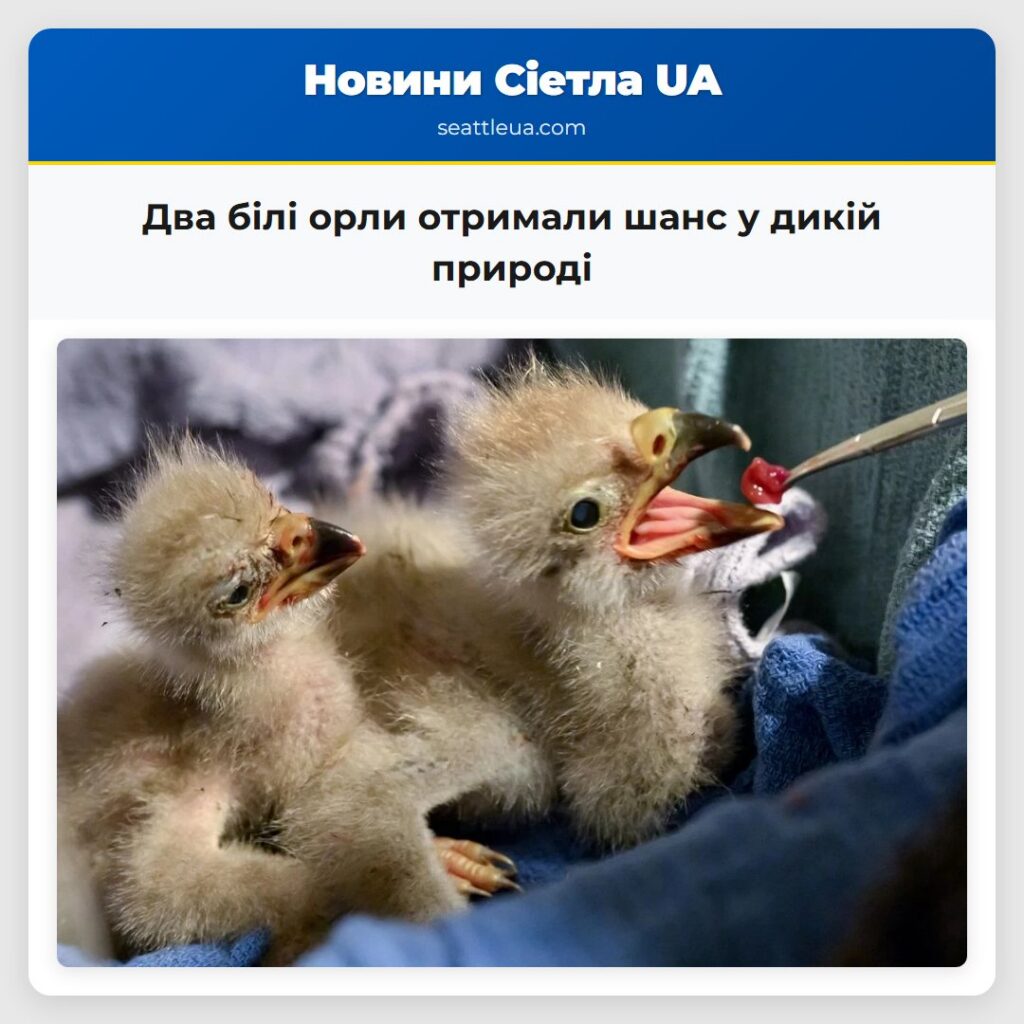 Два білі орли отримали шанс у дикій природі