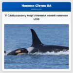 У Салішському морі зявився новий китенок L130