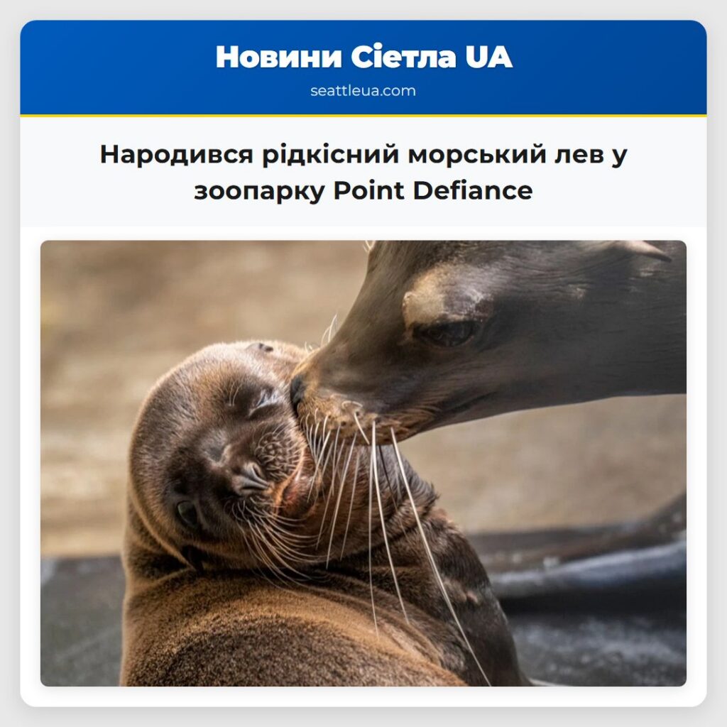 Народився рідкісний морський лев у зоопарку Point