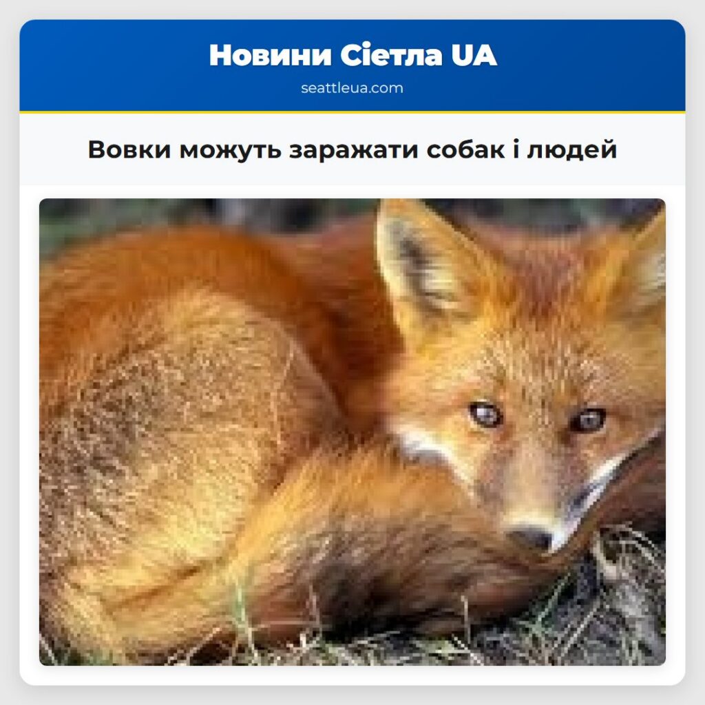 Вовки можуть заражати собак і людей