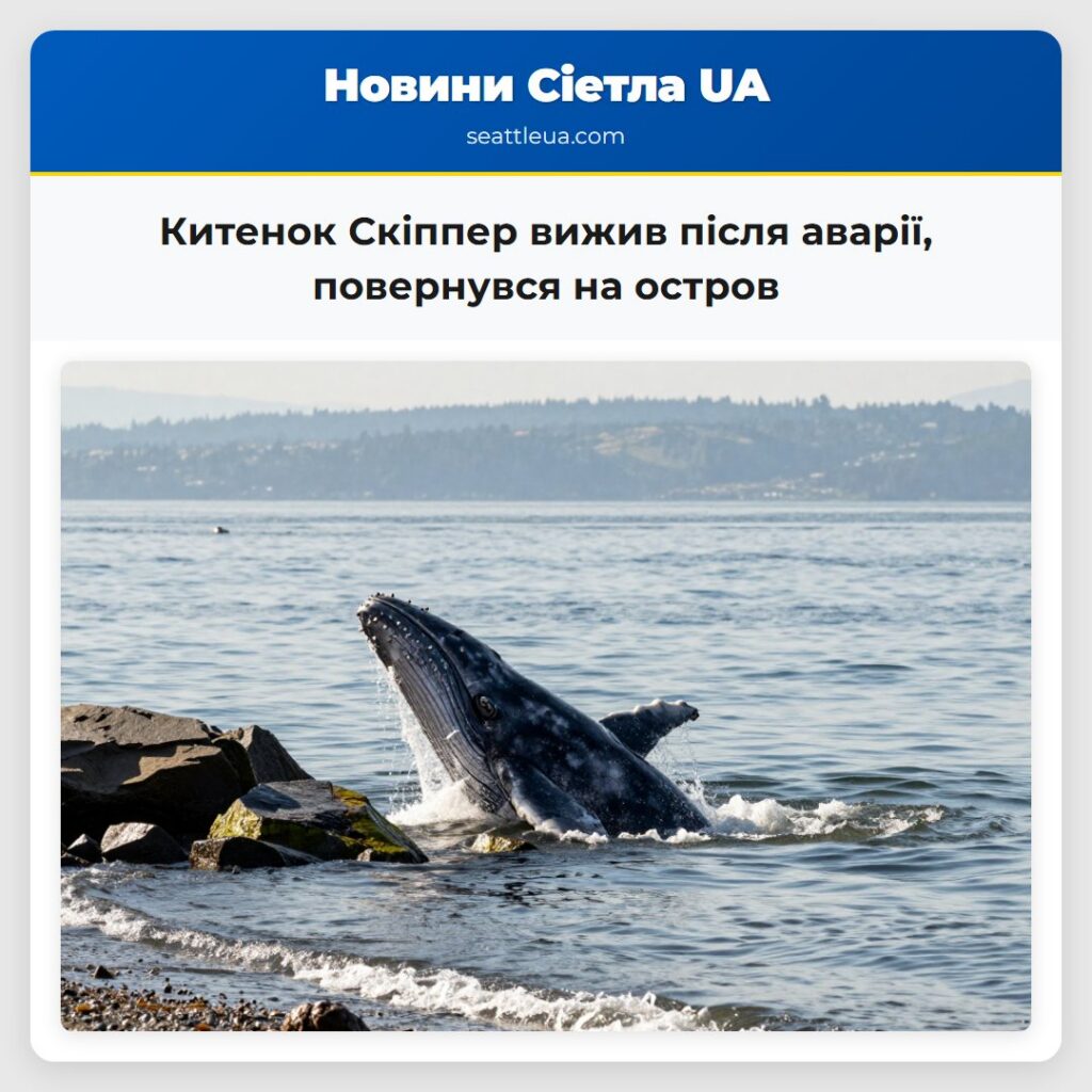 Китенок Скіппер вижив після аварії, повернувся на