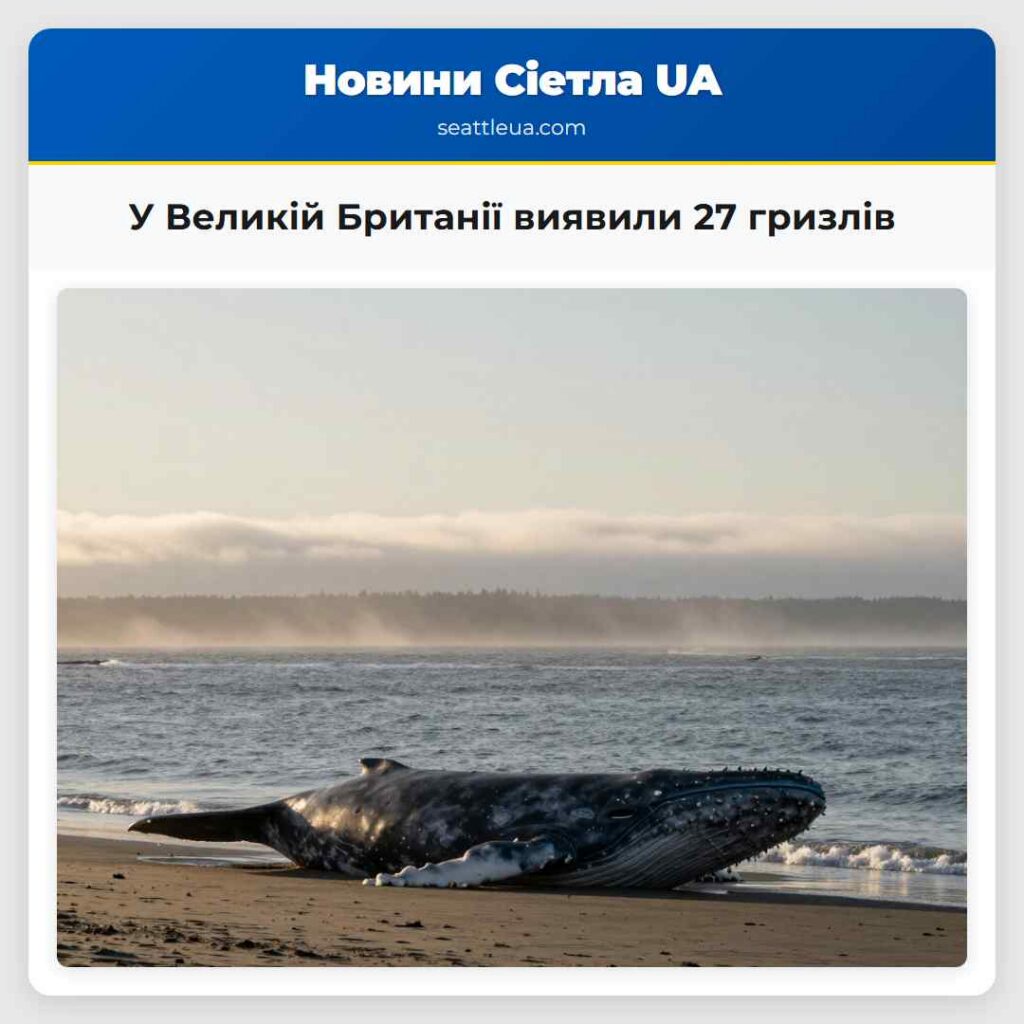У Великій Британії виявили 27 гризлів