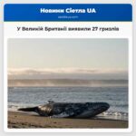 У Великій Британії виявили 27 гризлів