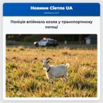Поліція впіймала козла у транспортному потоці